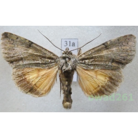 Polyphaenis sericata (Esper, 1787) Croatia31a